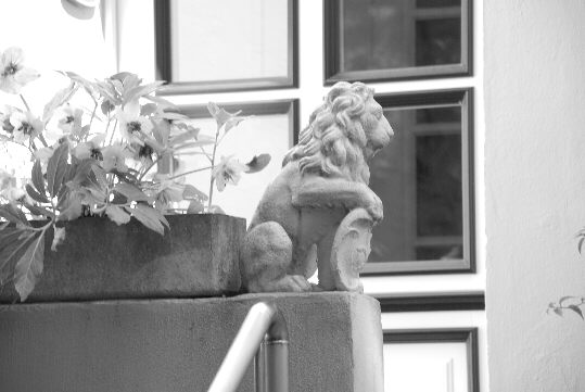 A little stone lion sits enthroned at the end of the stairs to the entrance of a big town house.