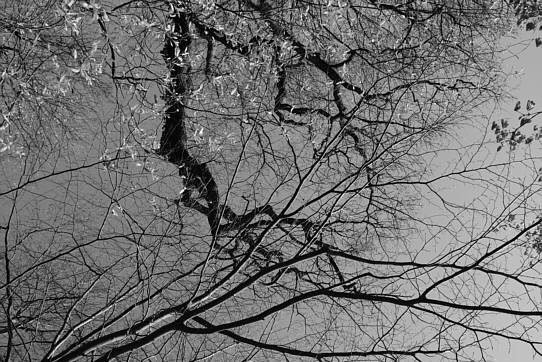 venation of branches and twigs
