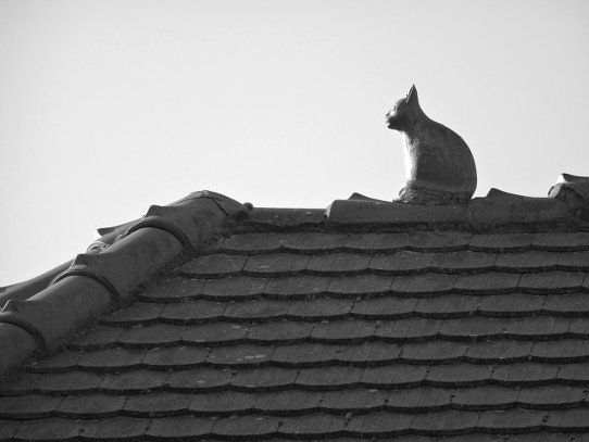 Tonkatze auf Dachfirst