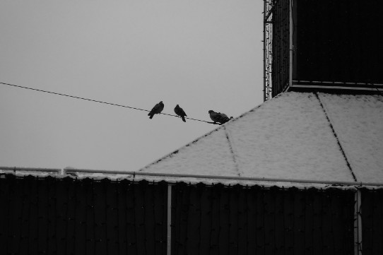 Tauben im Winter
