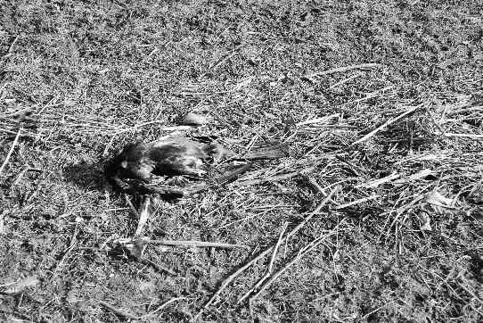 A dead bird among twigs and reeds which had been washed abank by the last flood