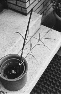 ginger tuber with two shoots