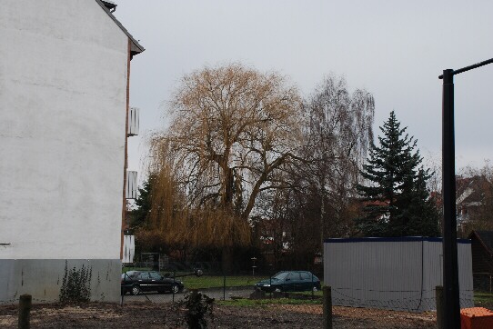 wundervoll gewachsener Laubbaum, vermutlich eine Weide, jenseits einer planierten Fläche in Woltmershausen