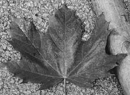 Ahorn-Blätter mit hell-bräunlichen Verfärbungen