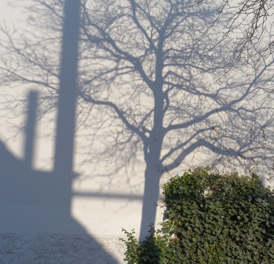 Schatten eines Baumes auf einer Hauswand