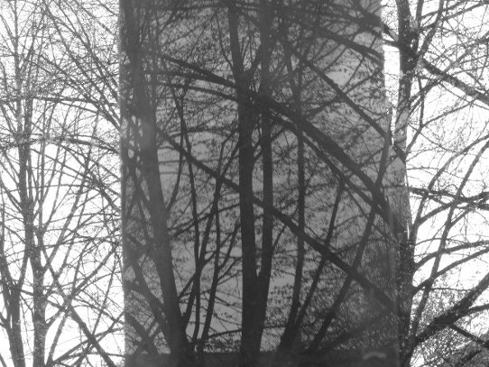 Bäume spiegeln sich auf der Glaswand eines Wartehäuschens