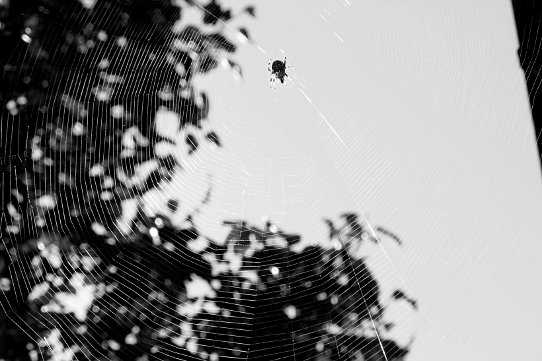 Spinnennetz im Gegenlicht
