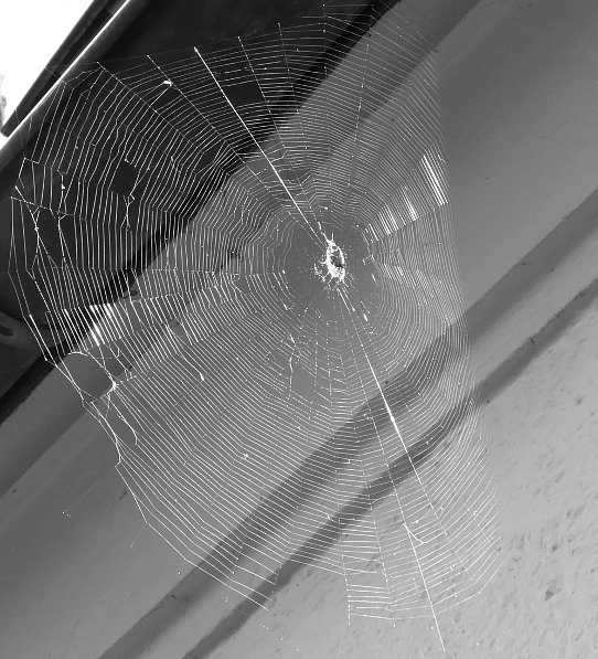 Das Spinnennetz im Gegenlicht vor dem Hintergrund der Hauswand