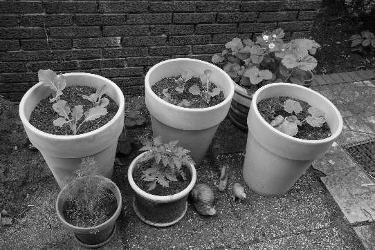 Some of the clay and terracotta pots with plants in our backyard