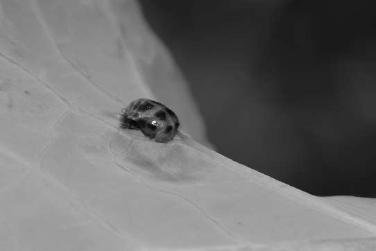 A ladybug grub is changing into a beetle.