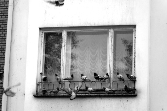 Taubengruppe vor  einem Fenster