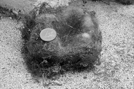 Das aus dem Meisenkasten entnommene Nest