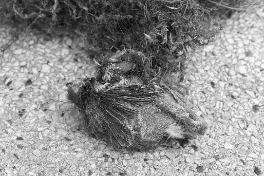 Mumifiziertes Meisenküken aus dem Nest