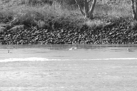 Möwen und Wasservögel nahe am gegenüberliegenden Ufer der Weser